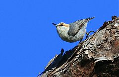 Brown-headed Nuthatch